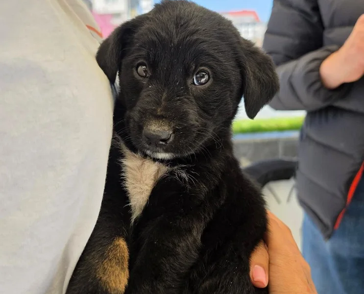 Târg de adopții pentru căței, la Vaslui. Evenimentul are loc în weekendul 12-13 septembrie
